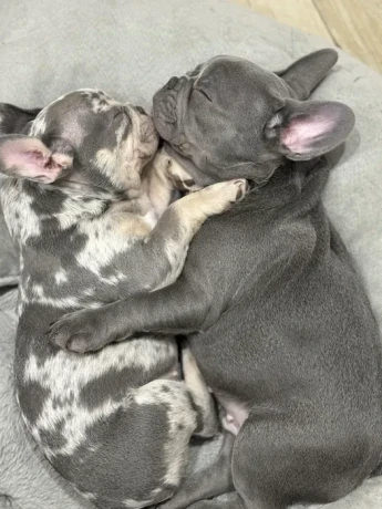 french-bulldog-puppies-a-dose-of-tenderness-and-happiness-8-weeks-old-ready-for-sale-big-0