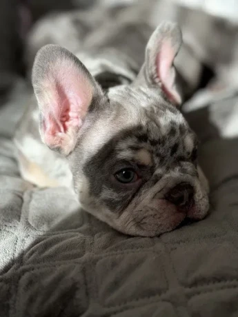 french-bulldog-puppies-a-dose-of-tenderness-and-happiness-8-weeks-old-ready-for-sale-big-4