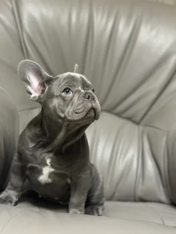 french-bulldog-puppies-a-dose-of-tenderness-and-happiness-8-weeks-old-ready-for-sale-big-7