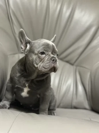 french-bulldog-puppies-a-dose-of-tenderness-and-happiness-8-weeks-old-ready-for-sale-big-5