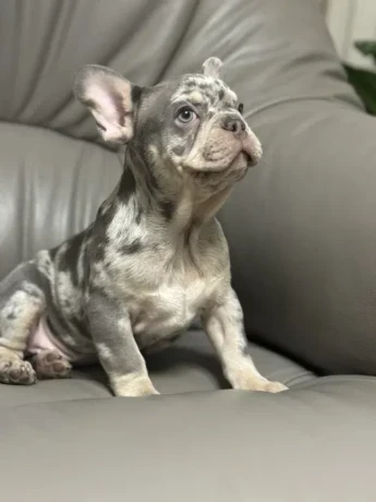 french-bulldog-puppies-a-dose-of-tenderness-and-happiness-8-weeks-old-ready-for-sale-big-2