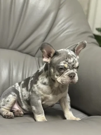 french-bulldog-puppies-a-dose-of-tenderness-and-happiness-8-weeks-old-ready-for-sale-big-1