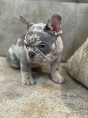 french-bulldog-puppies-a-dose-of-tenderness-and-happiness-8-weeks-old-ready-for-sale-big-6