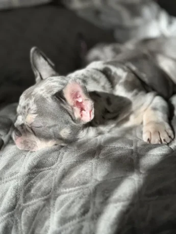 french-bulldog-puppies-a-dose-of-tenderness-and-happiness-8-weeks-old-ready-for-sale-big-3