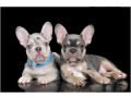 4-french-bulldog-puppies-are-looking-for-a-home-small-1