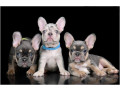 4-french-bulldog-puppies-are-looking-for-a-home-small-3