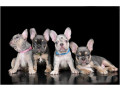 4-french-bulldog-puppies-are-looking-for-a-home-small-2