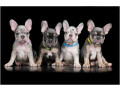 4-french-bulldog-puppies-are-looking-for-a-home-small-0