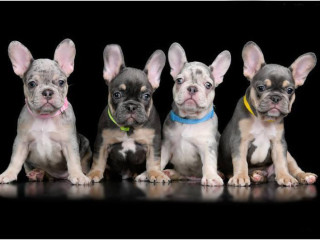 4 French Bulldog Puppies are looking for a Home