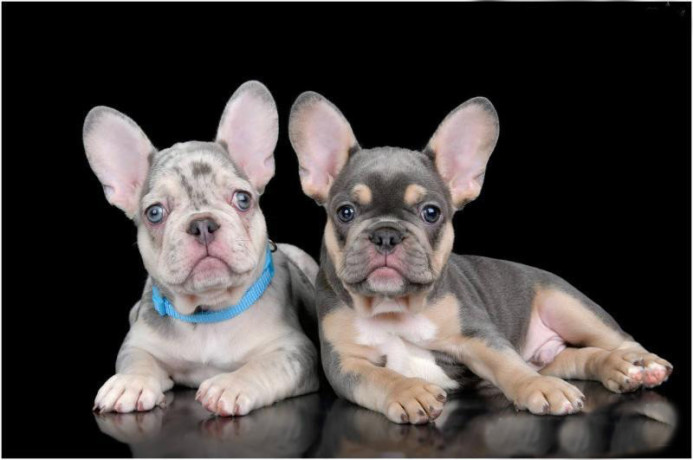 4-french-bulldog-puppies-are-looking-for-a-home-big-1