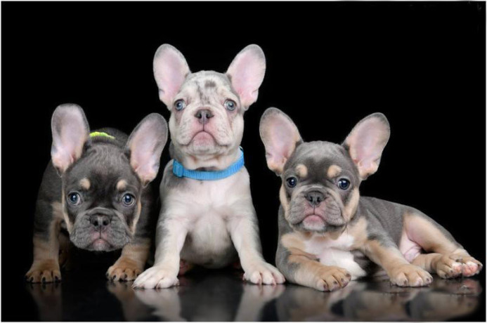 4-french-bulldog-puppies-are-looking-for-a-home-big-3