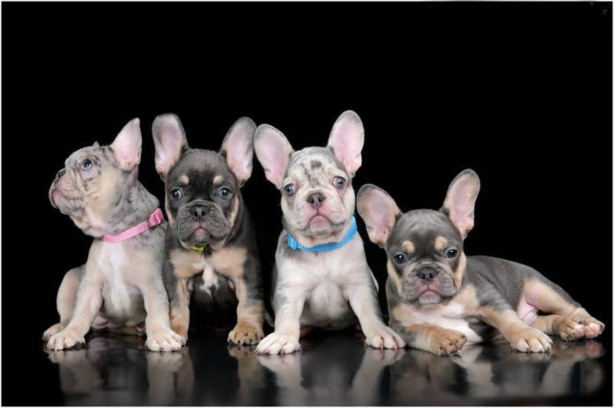 4-french-bulldog-puppies-are-looking-for-a-home-big-2