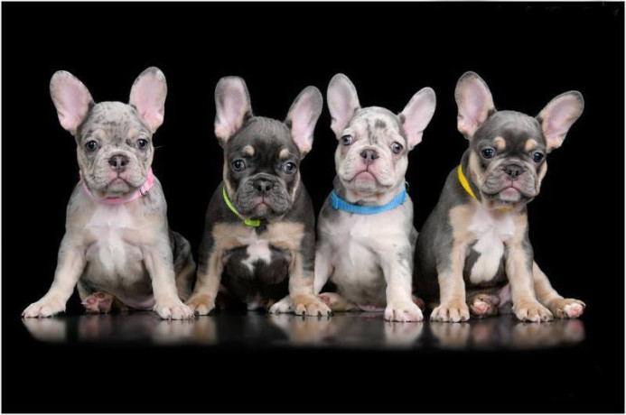 4-french-bulldog-puppies-are-looking-for-a-home-big-0