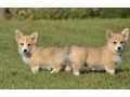 welsh-corgi-boy-and-girl-8-weeks-old-austin-texas-small-0