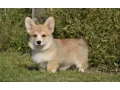 welsh-corgi-boy-and-girl-8-weeks-old-austin-texas-small-3