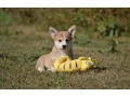 welsh-corgi-boy-and-girl-8-weeks-old-austin-texas-small-2