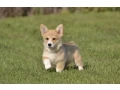 welsh-corgi-boy-and-girl-8-weeks-old-austin-texas-small-1