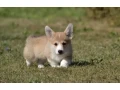 welsh-corgi-boy-and-girl-8-weeks-old-austin-texas-small-4