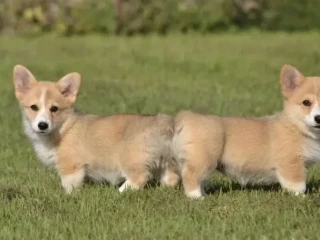 Welsh Corgi boy and girl, 8 weeks old, Austin (Texas)