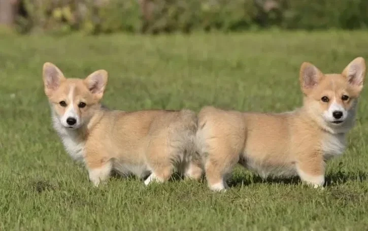 welsh-corgi-boy-and-girl-8-weeks-old-austin-texas-big-0