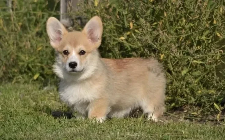 welsh-corgi-boy-and-girl-8-weeks-old-austin-texas-big-3