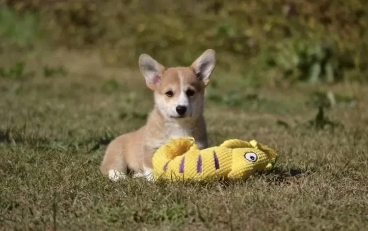 welsh-corgi-boy-and-girl-8-weeks-old-austin-texas-big-2