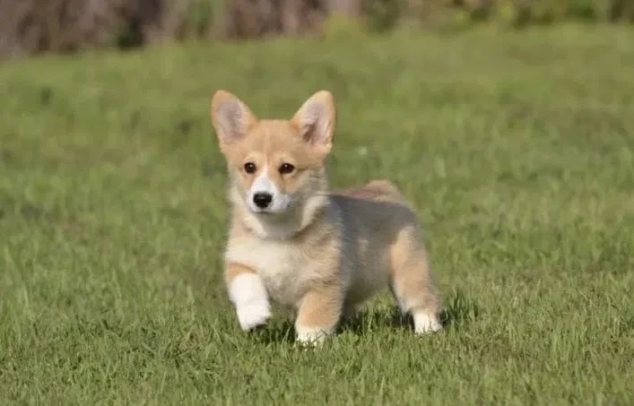 welsh-corgi-boy-and-girl-8-weeks-old-austin-texas-big-1