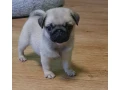 pug-girl-looking-for-a-new-home-small-2