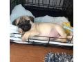 pug-girl-looking-for-a-new-home-small-3