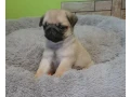 pug-girl-looking-for-a-new-home-small-1