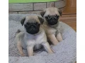 pug-girl-looking-for-a-new-home-small-0