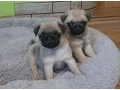 pug-girl-looking-for-a-new-home-small-4