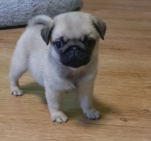 pug-girl-looking-for-a-new-home-big-2