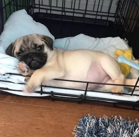 pug-girl-looking-for-a-new-home-big-3