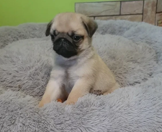 pug-girl-looking-for-a-new-home-big-1