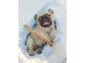 pug-puppies-5-weeks-old-georgia-small-3