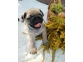 pug-puppies-5-weeks-old-georgia-small-1