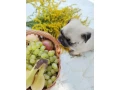 pug-puppies-5-weeks-old-georgia-small-4