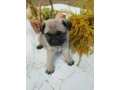 pug-puppies-5-weeks-old-georgia-small-0