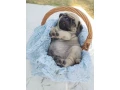 pug-puppies-5-weeks-old-georgia-small-6