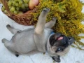 pug-puppies-5-weeks-old-georgia-small-7