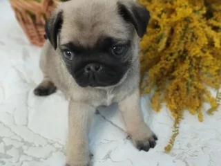 Pug puppies, 5 weeks old, Georgia