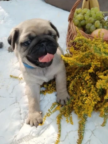 pug-puppies-5-weeks-old-georgia-big-1