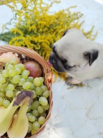 pug-puppies-5-weeks-old-georgia-big-4