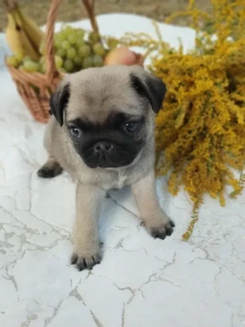 pug-puppies-5-weeks-old-georgia-big-0