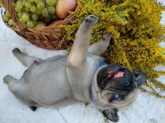 pug-puppies-5-weeks-old-georgia-big-7