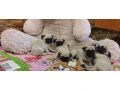 pug-puppies-for-sale-9-weeks-old-small-6