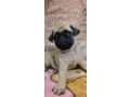 pug-puppies-for-sale-9-weeks-old-small-7