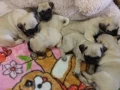 pug-puppies-for-sale-9-weeks-old-small-8