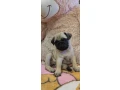 pug-puppies-for-sale-9-weeks-old-small-5